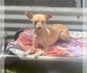 Italian Greyhuahua Dogs for adoption in Imperial Beach, CA, USA