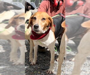 Beagle-Unknown Mix Dogs for adoption in Elmsford, NY, USA