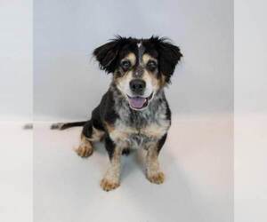 Werthers - Male Colonial Cocker Spaniel-Unknown Mix Dog for Adoption - Photo #5