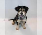 Small #4 Colonial Cocker Spaniel Mix