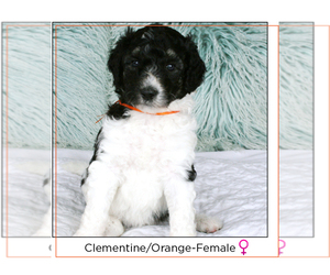 F2 Aussiedoodle Puppy for sale in PACIFICA, CA, USA