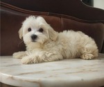 Small Photo #3 Maltese Puppy For Sale in WEST PALM BEACH, FL, USA