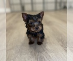 Small Photo #2 Yorkshire Terrier Puppy For Sale in LOS ANGELES, CA, USA