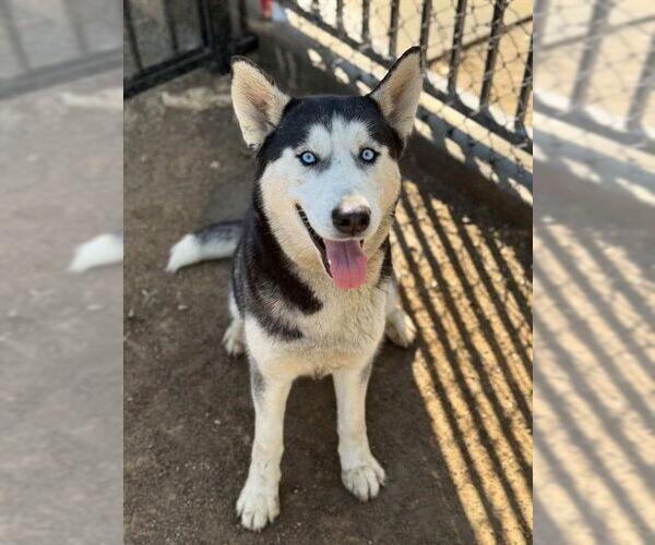 Medium Photo #1 Siberian Husky Puppy For Sale in Riverside, CA, USA