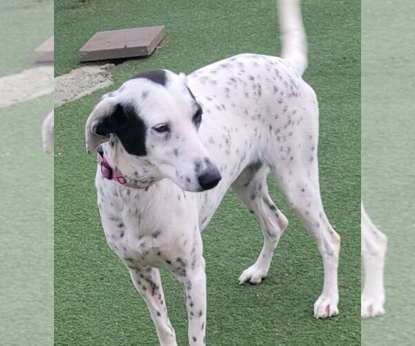 Medium Photo #1 Dalmatian-Unknown Mix Puppy For Sale in Carrollton, TX, USA