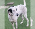 Small Dalmatian Mix