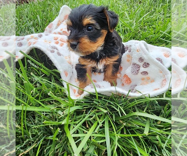 Medium Photo #9 Yorkshire Terrier Puppy For Sale in BURLINGTON, KY, USA