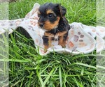 Small #1 Yorkshire Terrier