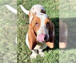 Small #5 Basset Hound