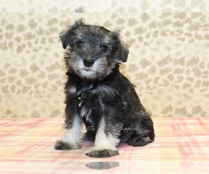 Medium Schnauzer (Miniature)