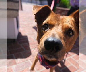 Texas Heeler-Unknown Mix Dogs for adoption in San Jose, CA, USA