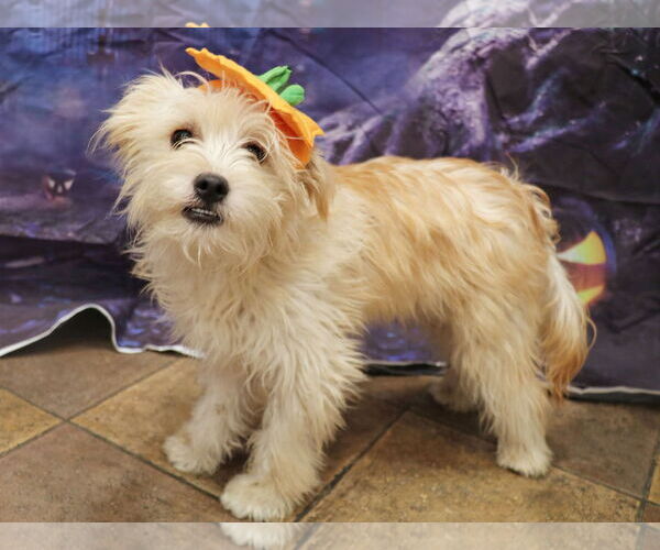Medium Photo #1 Norfolk Terrier-Unknown Mix Puppy For Sale in Victorville, CA, USA