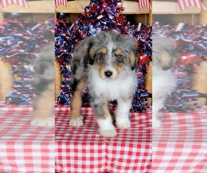 Bernedoodle (Miniature) Litter for sale in BLACK FOREST, CO, USA