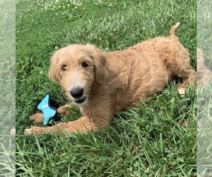 English Cream Golden Retriever-Poodle (Standard) Mix Puppy for sale in DEARBORN, MO, USA