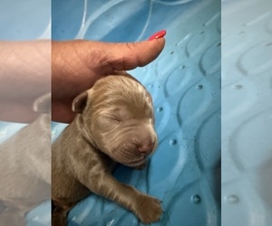 Labrador Retriever Puppy for sale in OSYKA, MS, USA