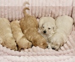 Image preview for Ad Listing. Nickname: Litter of 5