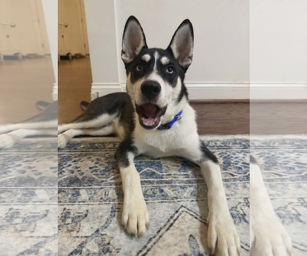 Medium Photo #5 Siberian Husky-Unknown Mix Puppy For Sale in Holly Springs, NC, USA