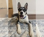 Small #4 Siberian Husky Mix