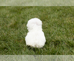 Small Photo #4 Bichon Frise Puppy For Sale in WOLCOTTVILLE, IN, USA