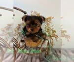 Small Photo #4 Yorkshire Terrier Puppy For Sale in SACRAMENTO, CA, USA