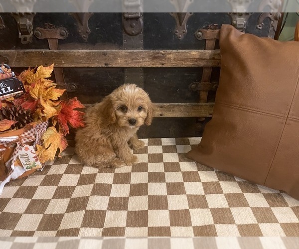 Medium Photo #2 Cavapoo (Miniature) Puppy For Sale in FULTON, KS, USA