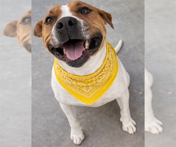 Medium Photo #1 Mutt Puppy For Sale in HESPERIA, CA, USA