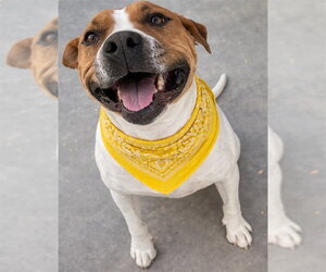 Mutt Dogs for adoption in HESPERIA, CA, USA