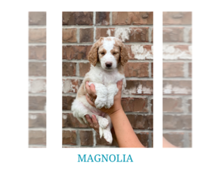 Aussiedoodle Puppy for sale in RICHMOND, TX, USA