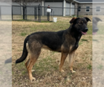 Small #9 Mutt