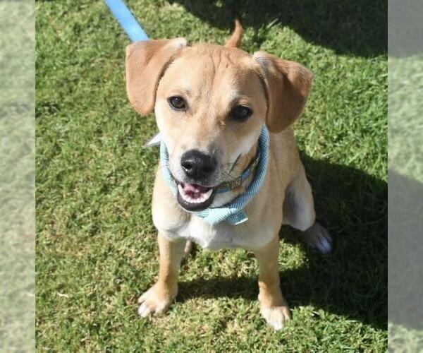 Medium Photo #16 Miniature Pinscher-Unknown Mix Puppy For Sale in San Diego, CA, USA