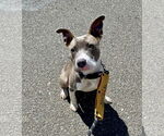 Small #12 American Pit Bull Terrier Mix