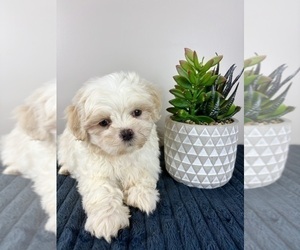 Mal-Shi Puppy for sale in INDIANAPOLIS, IN, USA