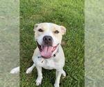 HAPPY - Female Mutt Dog for Adoption - Small photo