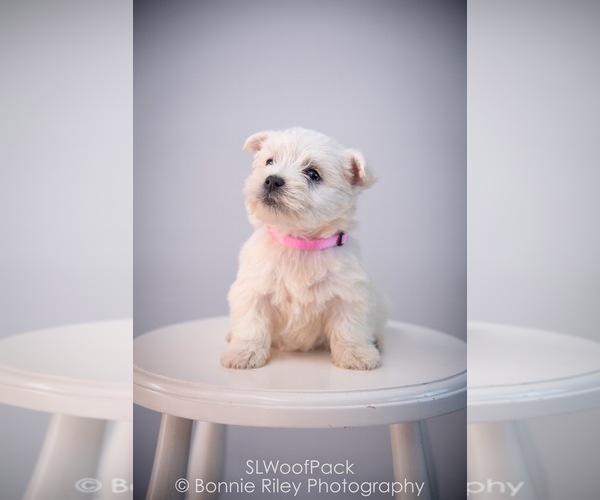 Medium Photo #5 West Highland White Terrier Puppy For Sale in PLEASANTON, KS, USA
