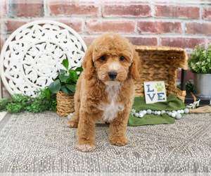 Poodle (Miniature) Puppy for sale in SYRACUSE, IN, USA