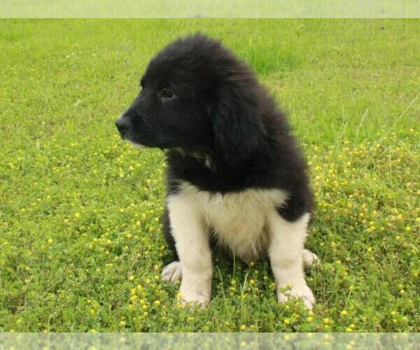Medium Photo #7 Border Collie-Great Pyrenees Mix Puppy For Sale in SHAWNEE, OK, USA