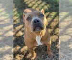 Small American Pit Bull Terrier