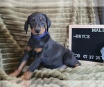 Small #3 Doberman Pinscher