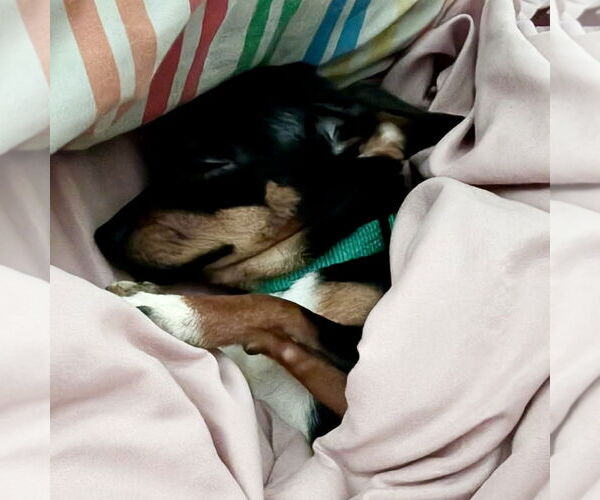 Medium Photo #3 Chihuahua Puppy For Sale in Spring Lake, NC, USA