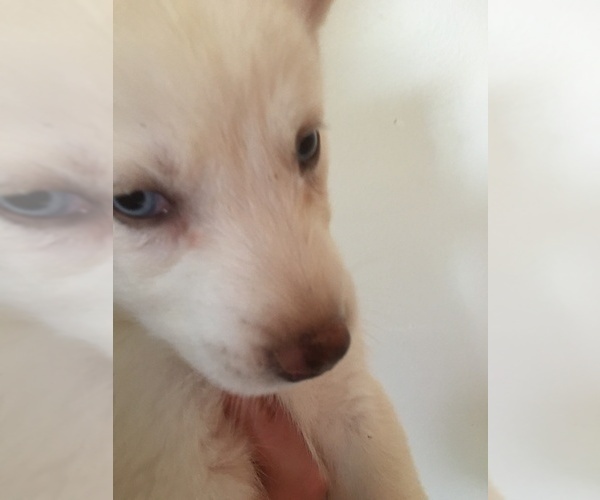 Medium Photo #1 Siberian Husky Puppy For Sale in DANBY, VT, USA