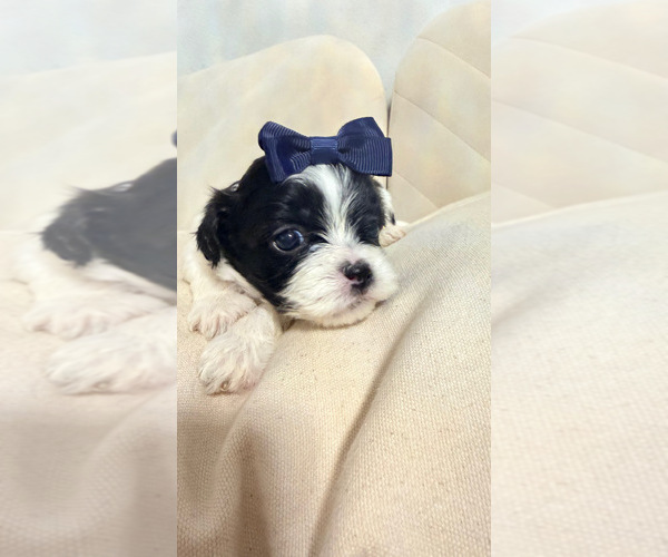 Medium Photo #1 Shih Tzu Puppy For Sale in LANCASTER, CA, USA
