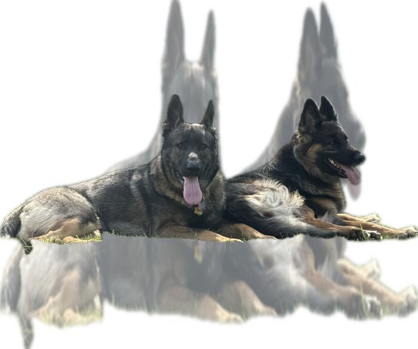 Medium Photo #1 German Shepherd Dog Puppy For Sale in AGAWAM, MA, USA