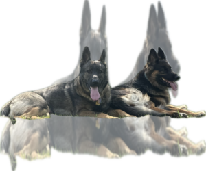 German Shepherd Dog Litter for sale in AGAWAM, MA, USA