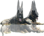 Small German Shepherd Dog