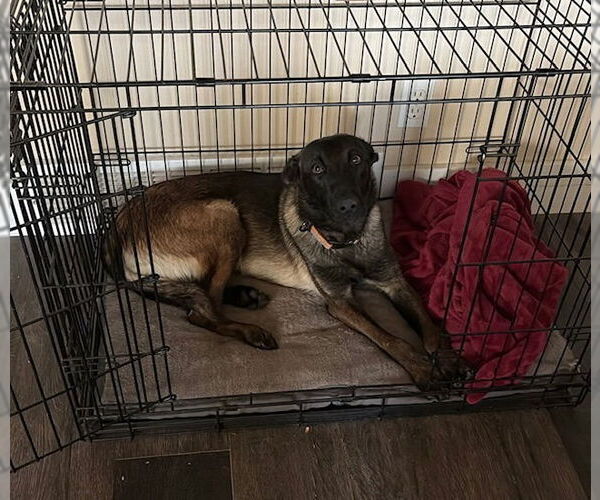 Medium Photo #3 Mutt Puppy For Sale in Salt Lake City, UT, USA