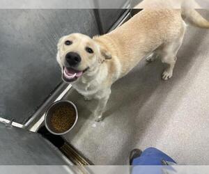 Labrador Retriever Dogs for adoption in HESPERIA, CA, USA