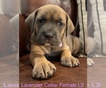 Puppy L2 Lavender F Cane Corso