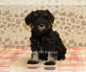 Schnauzer (Miniature) Puppy for sale in DENVER, PA, USA