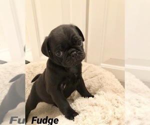Pug Puppy for sale in MOUNT PLEASANT, SC, USA