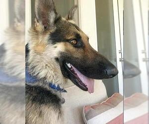 German Shepherd Dog Dogs for adoption in Bakersfield, CA, USA